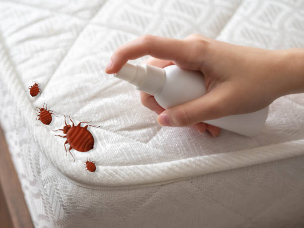 Best Emergency Pest Control  in Lakeland South, WA